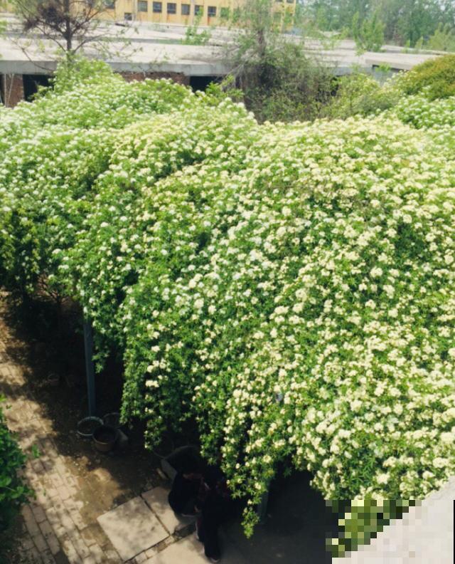 老家一棵40年的爬藤花，一开花能遮住整个院子，密密实实太震撼！