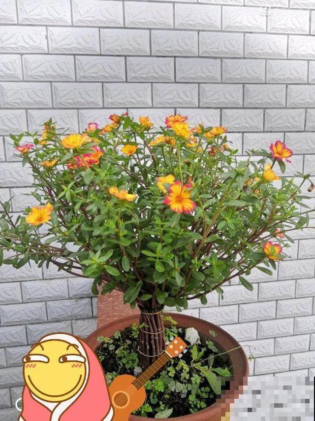 塑料瓶、油桶,养花做造型,真是绝了! 塑料瓶、油桶,养花做造型,真是绝了!