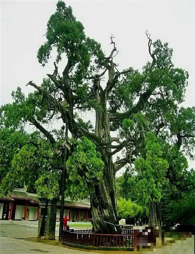 中国8大古树，历经千年不倒，最老一棵4000岁！