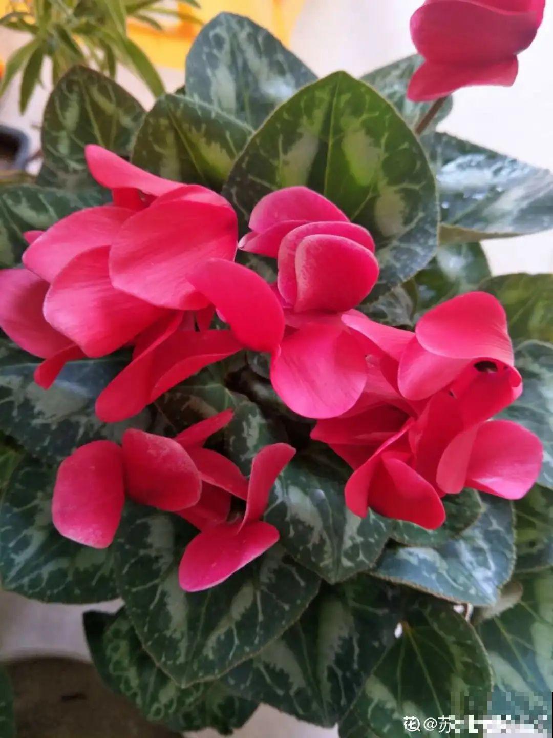 7种花会伪装，夏天会假死，好好养护秋天还能活