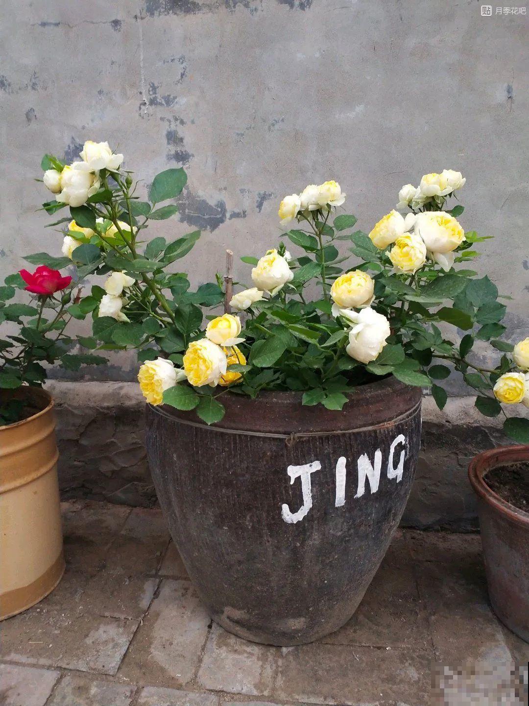 咸菜坛子先别丢,拿来养花,盆盆养成小树,太震撼 咸菜坛子先别丢,拿来养花,盆盆养成小树,太震撼