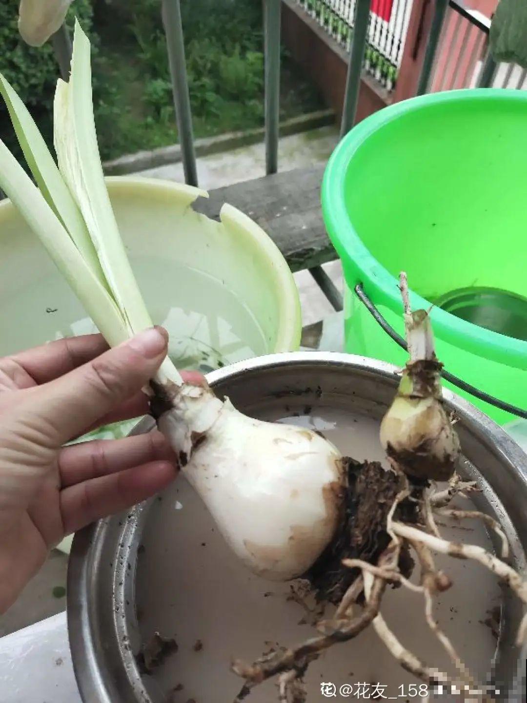 给花喷点杀菌水,叶子斑点全消灭,花越长越旺! 给花喷点杀菌水,叶子斑点全消灭,花越长越旺!