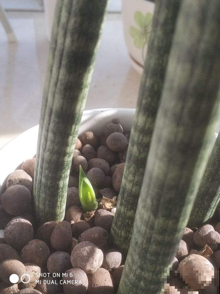 9种腔调十足的花,气质满满,养一盆家里格调提八度 9种腔调十足的花,气质满满,养一盆家里格调提八度