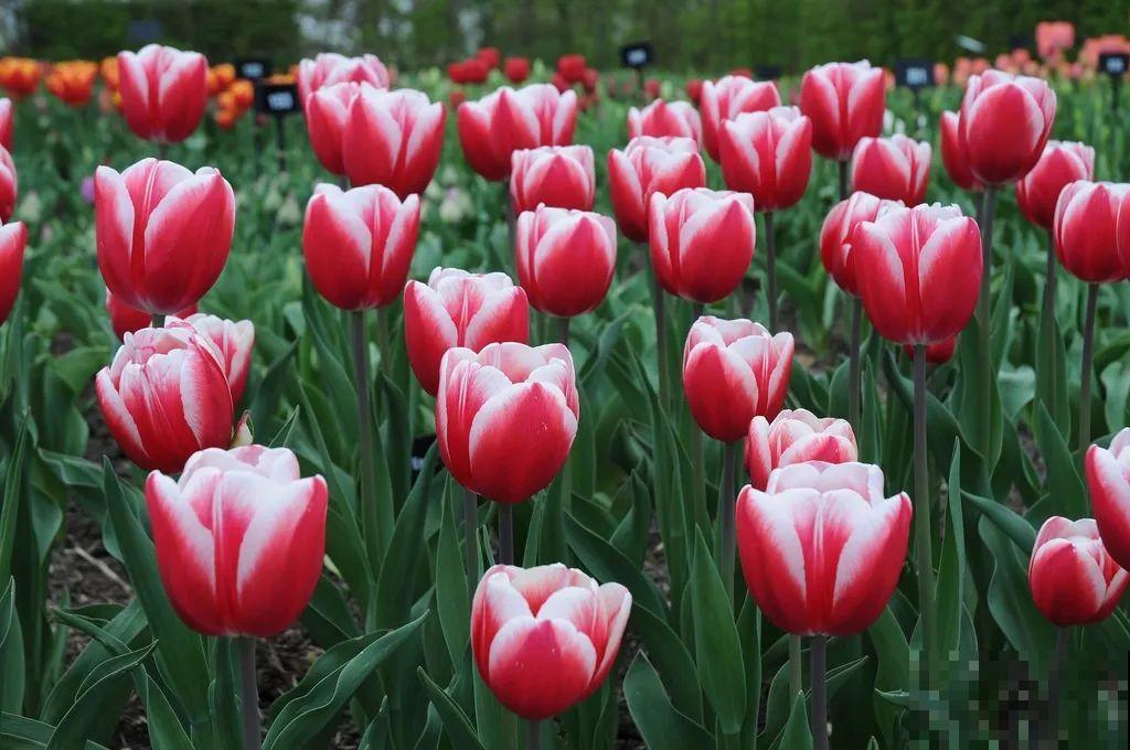 白胖的“大蒜”埋土里,1个月就开花,香味清新淡雅有格调! 白胖的“大蒜”埋土里,1个月就开花,香味清新淡雅有格调!