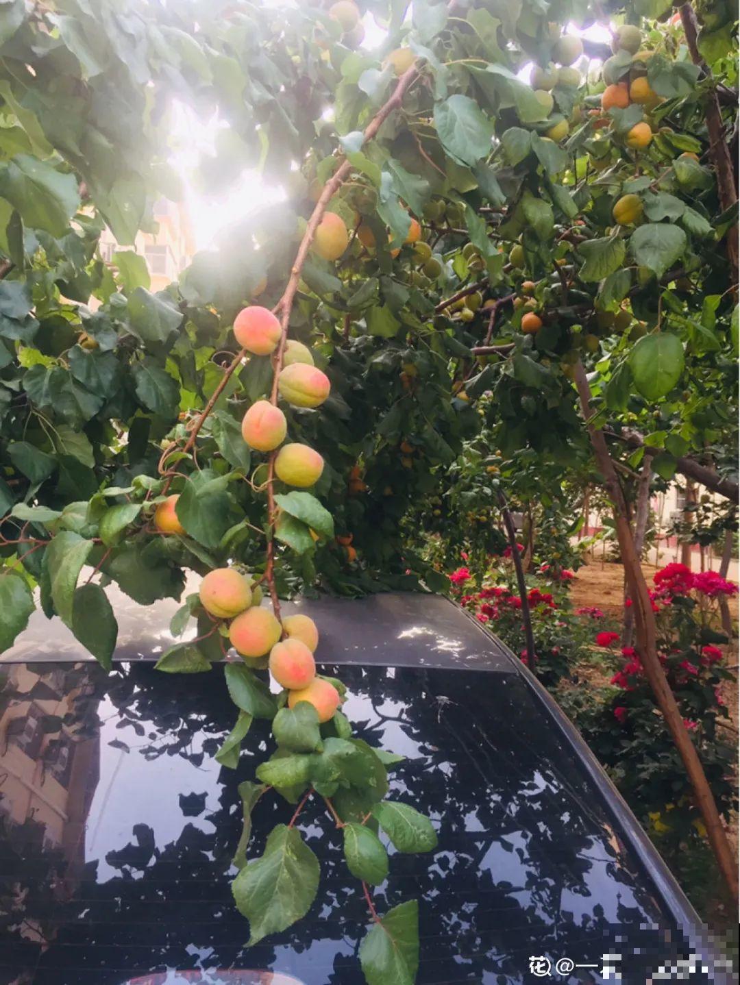 家里养棵桑葚，夏天结果满树都是，咬一口甘甜美味！