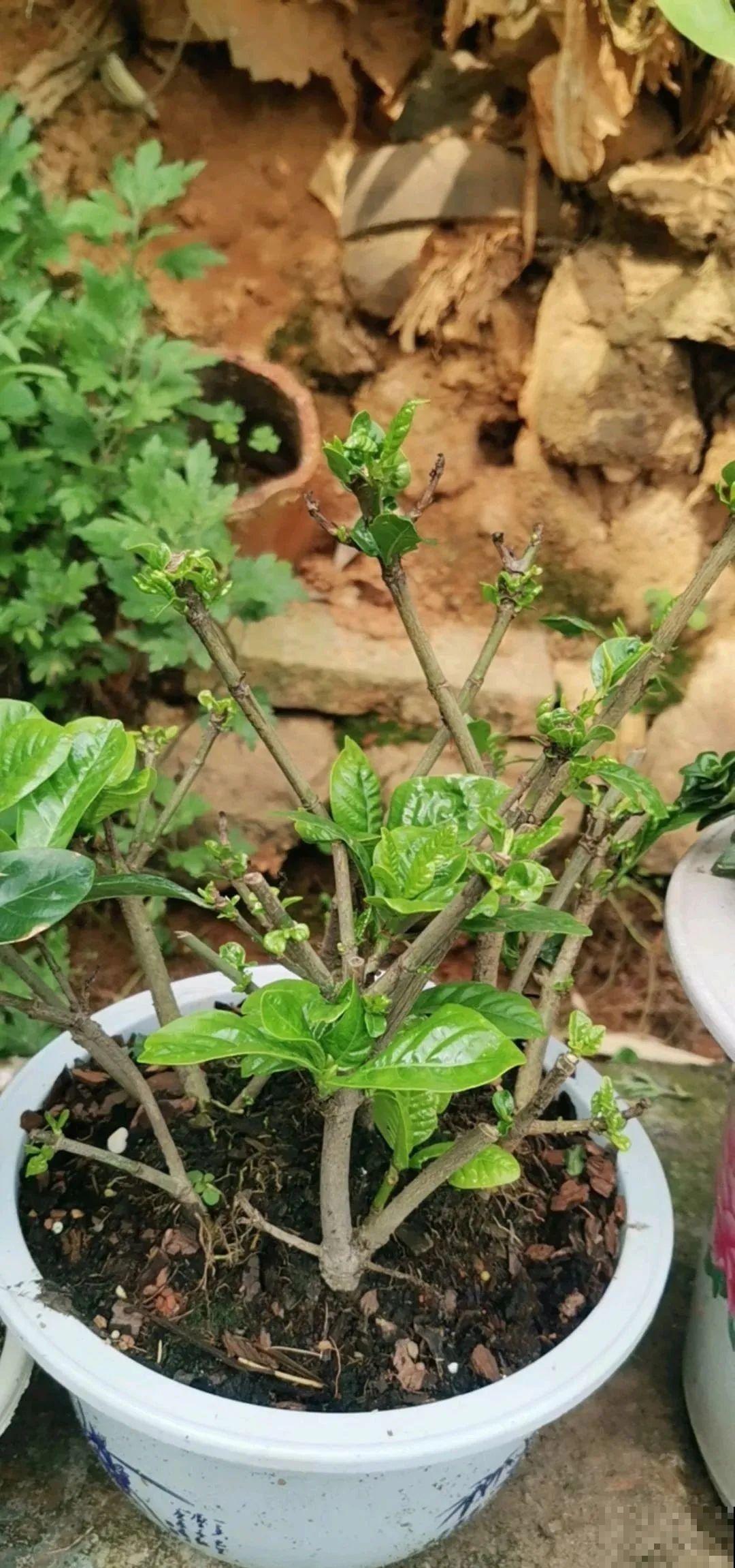 夏天花卉叶子哗哗掉,赶紧遮阴,不然掉成光杆司令 夏天花卉叶子哗哗掉,赶紧遮阴,不然掉成光杆司令