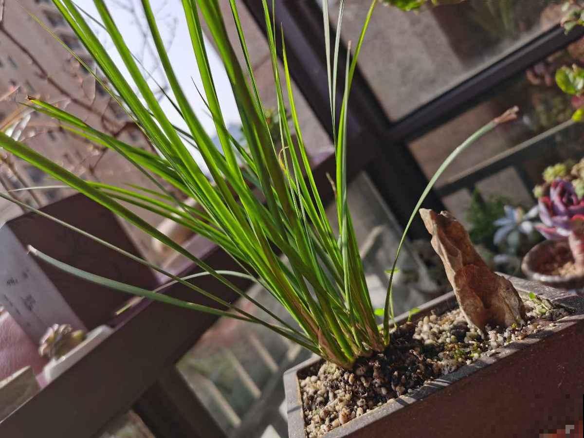 12种耐阴花，适合养在卫生间里，光不好也能呼呼长