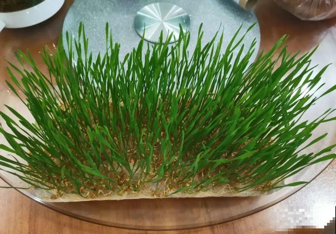 吃剩的果核不要丢,水里泡一泡,能变成清新小绿植! 吃剩的果核不要丢,水里泡一泡,能变成清新小绿植!