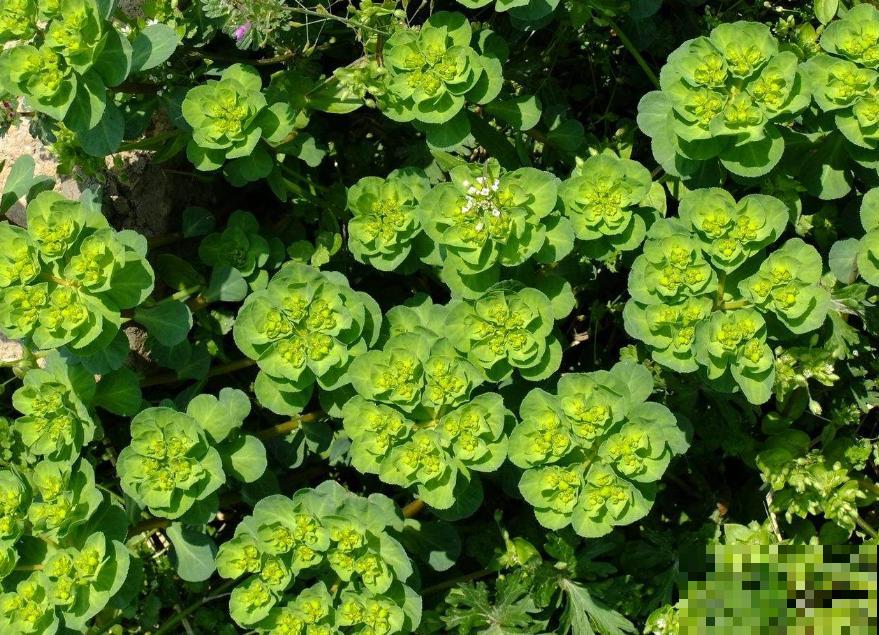 野外有哪些危险的植物？5种有毒植物，一定要避开！