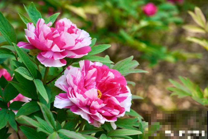 这6种花,不但长得好看,还可以入药! 这6种花,不但长得好看,还可以入药!