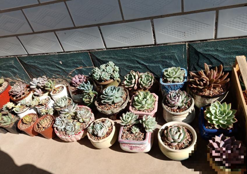 谁说北阳台不能养多肉?这些耐阴品种,照样长得美美的! 谁说北阳台不能养多肉?这些耐阴品种,照样长得美美的!