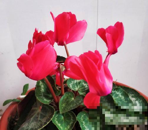 家里这种花，夏天死得最快，别再乱浇水了！