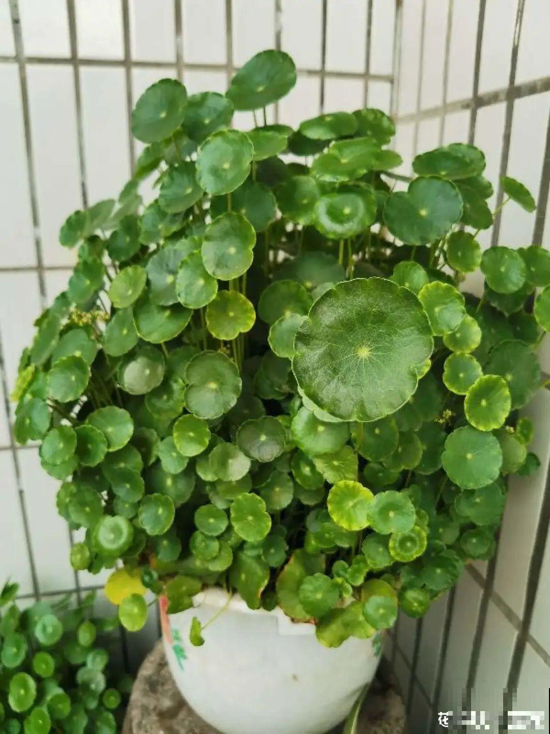 7种花就是饮水机,一天不喝水,叶子全瘪了! 7种花就是饮水机,一天不喝水,叶子全瘪了!