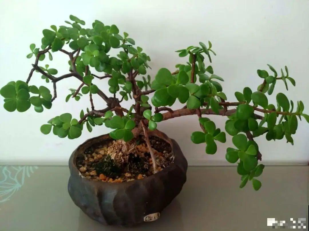 20种花,夏天要休眠,一浇水就死! 20种花,夏天要休眠,一浇水就死!