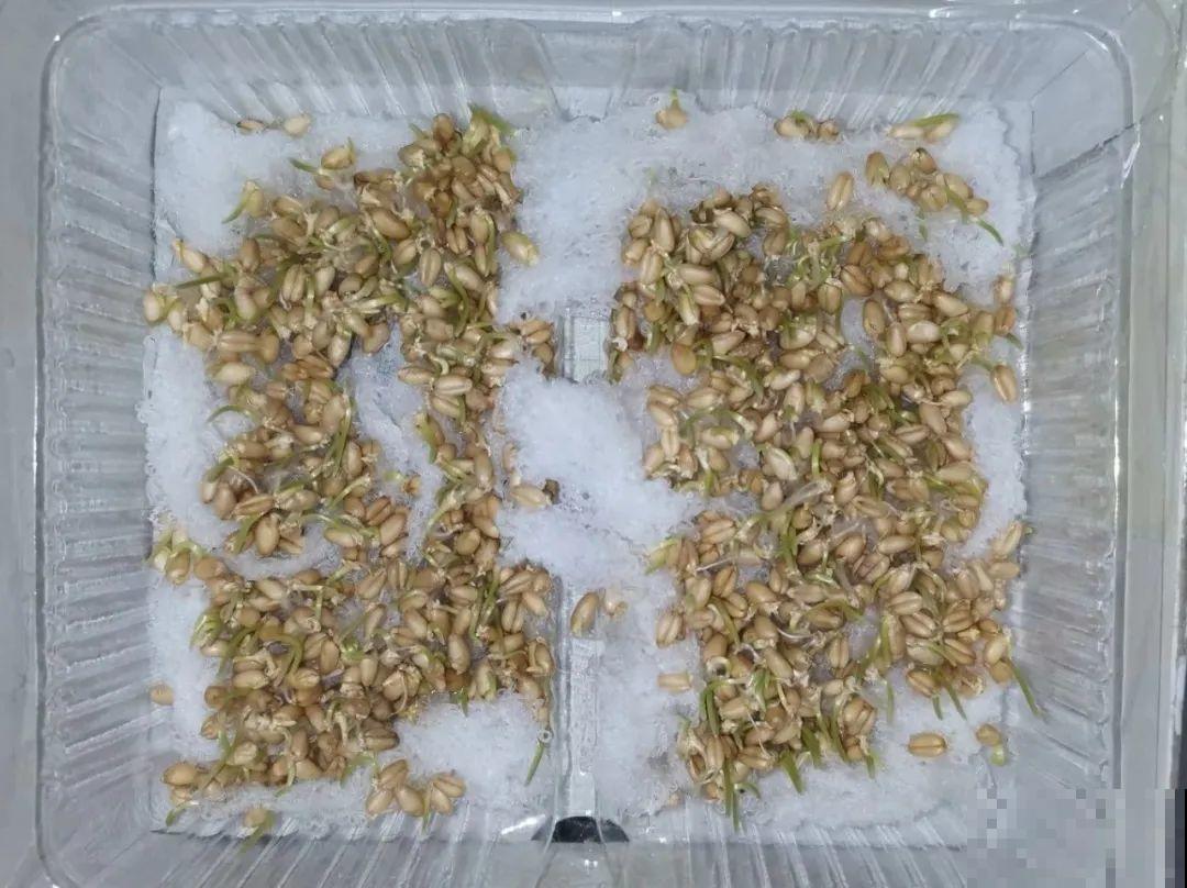 吃剩的果核不要丢，水里泡一泡，能变成清新小绿植！