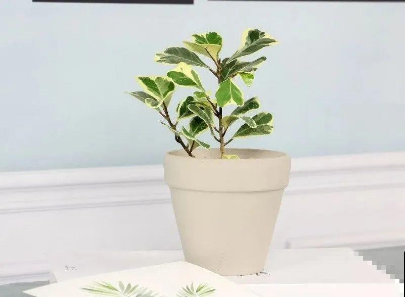 5种花超耐阴,夏天养一盆,清凉不怕热! 5种花超耐阴,夏天养一盆,清凉不怕热!