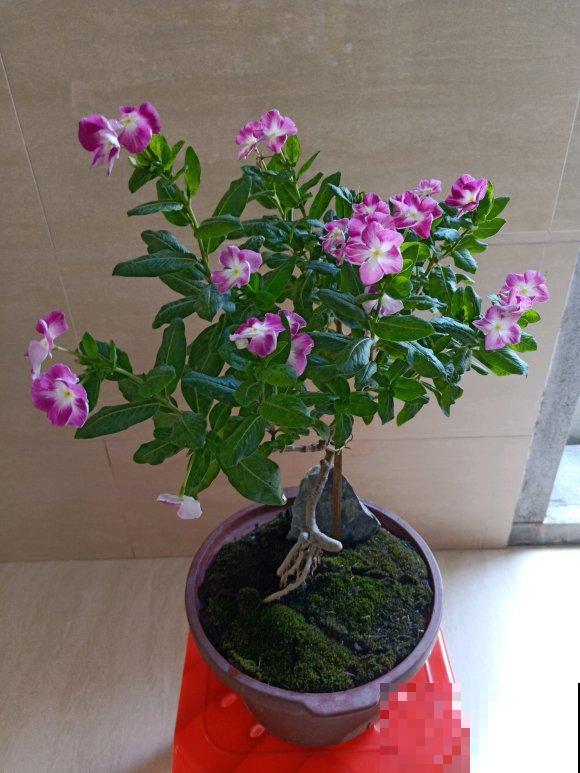 长春花原来有这么多品种,粉色的最大众,紫色的最仙! 长春花原来有这么多品种,粉色的最大众,紫色的最仙!