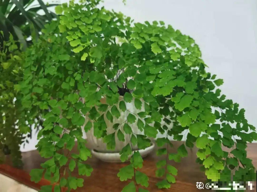 特干净的10种花,天热养一盆,家里特凉快! 特干净的10种花,天热养一盆,家里特凉快!