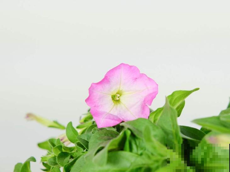 矮牵牛开花后别急着剪,过一阵收获小种子,存起来随时种! 矮牵牛开花后别急着剪,过一阵收获小种子,存起来随时种!