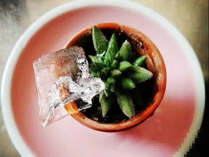 10种水有“毒”,夏天浇花,浇一盆死一盆! 10种水有“毒”,夏天浇花,浇一盆死一盆!