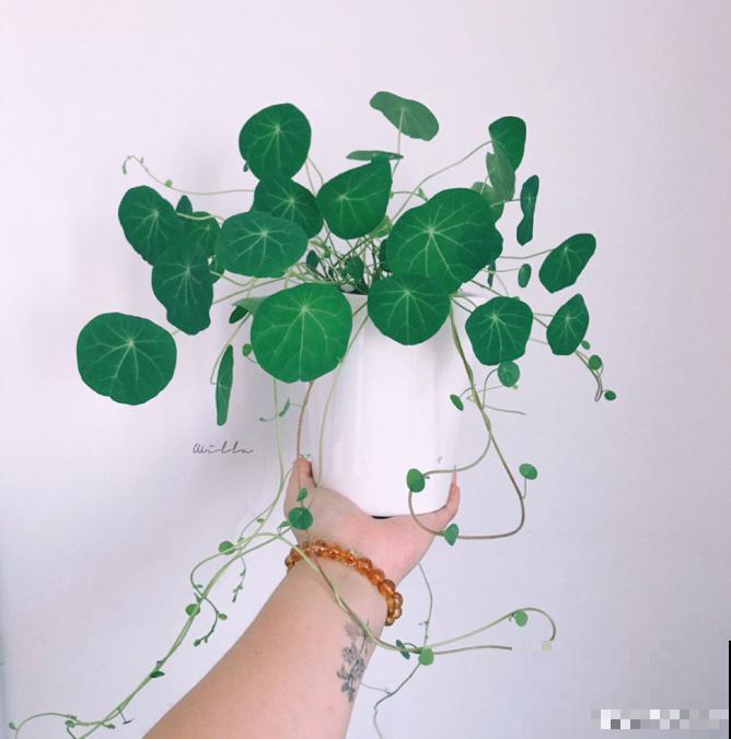 这花名叫山乌龟，叶子圆圆能聚财，种盆里比绿萝好看多了！