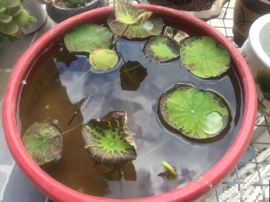 夏天花卉叶子哗哗掉,赶紧遮阴,不然掉成光杆司令 夏天花卉叶子哗哗掉,赶紧遮阴,不然掉成光杆司令