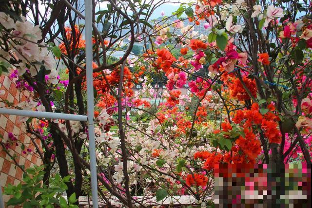 想要花园，现在就建，别等有钱！
