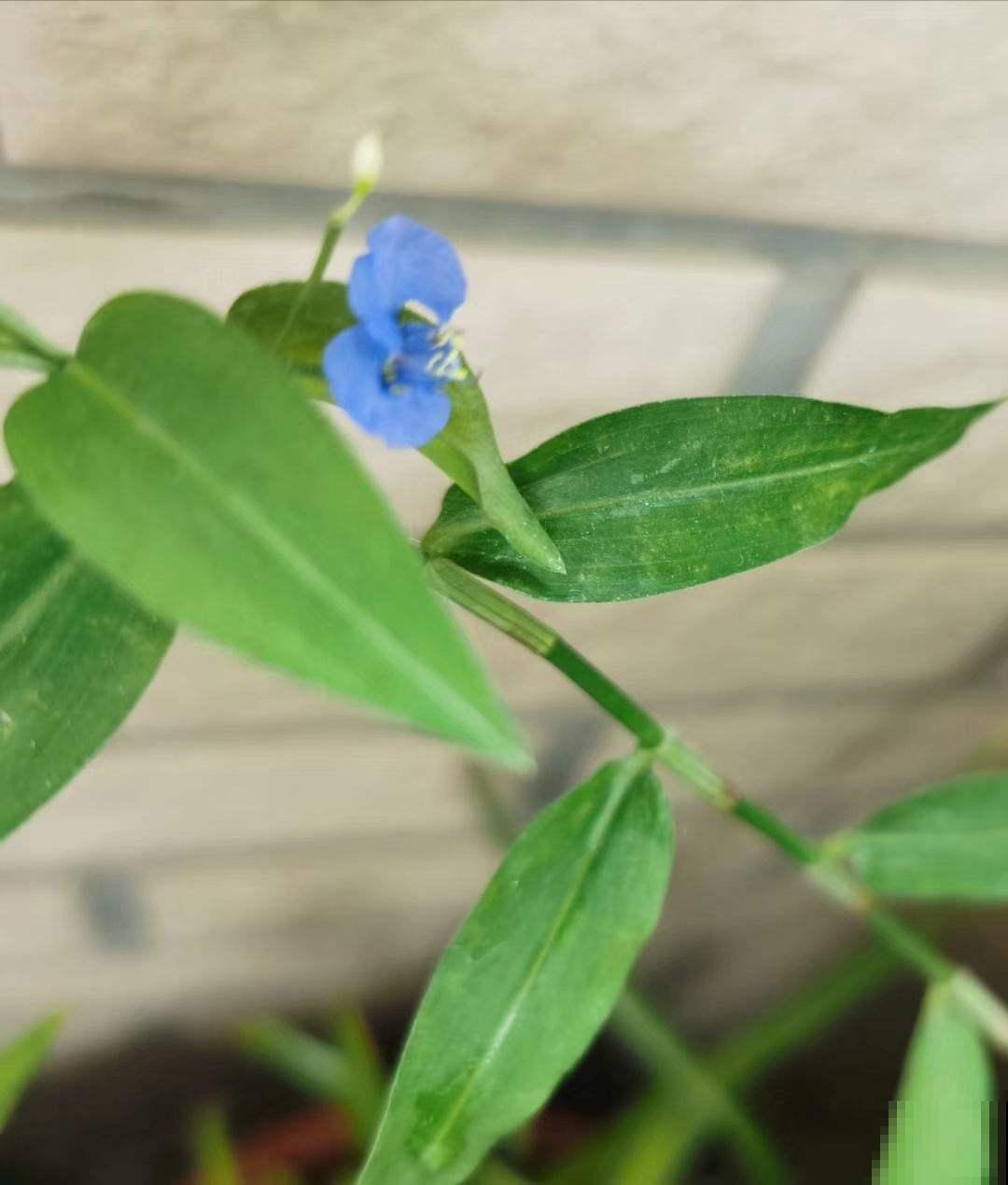 野外挖棵鸭跖草，装盆里就开花，紫莹莹小花特美！