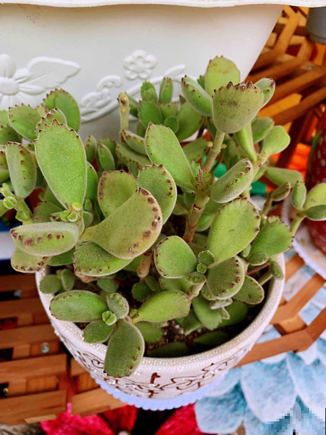 邻居养的多肉长成小树,价格翻倍,谁见了都喜欢 邻居养的多肉长成小树,价格翻倍,谁见了都喜欢