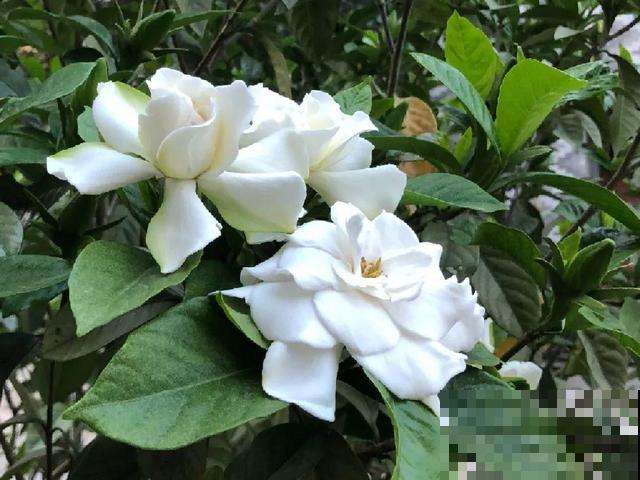 活的“香水花”，开一朵，家里香气飘飘！