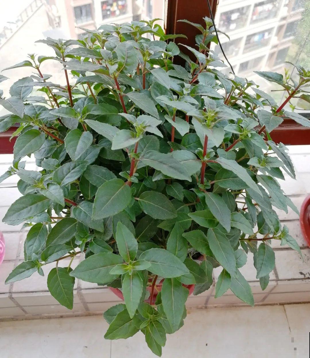 8种花，5月要赶紧修剪，剪完了还能窜新芽