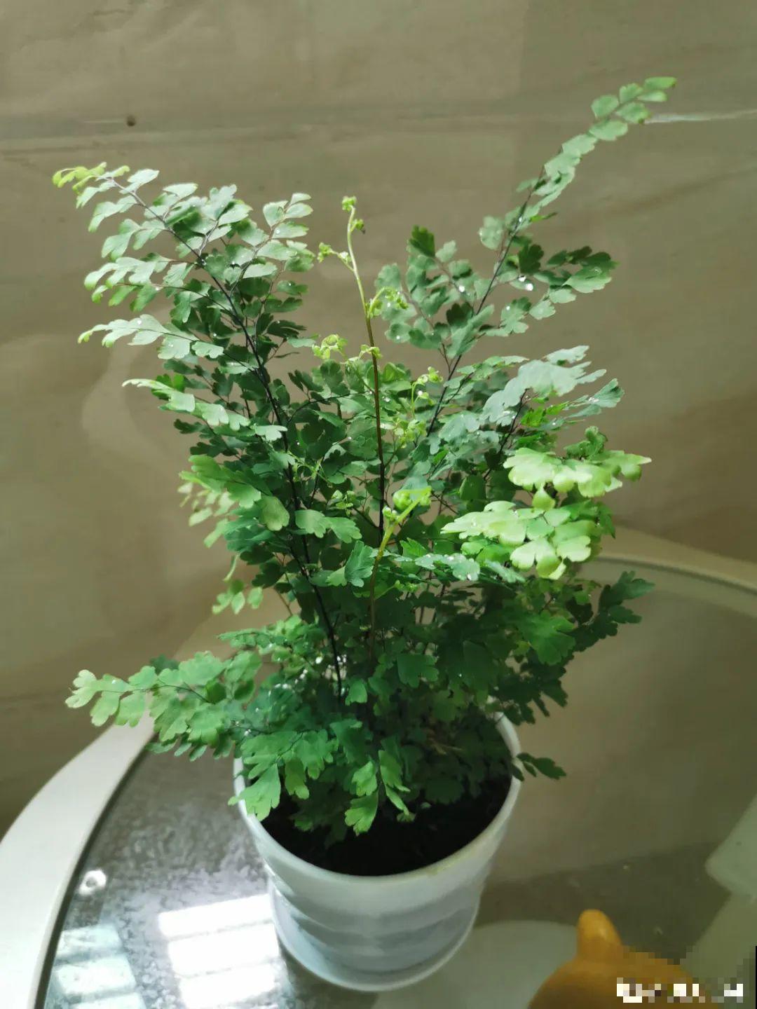 夏天养花,这个地方千万别摆,否则3天死翘翘! 夏天养花,这个地方千万别摆,否则3天死翘翘!