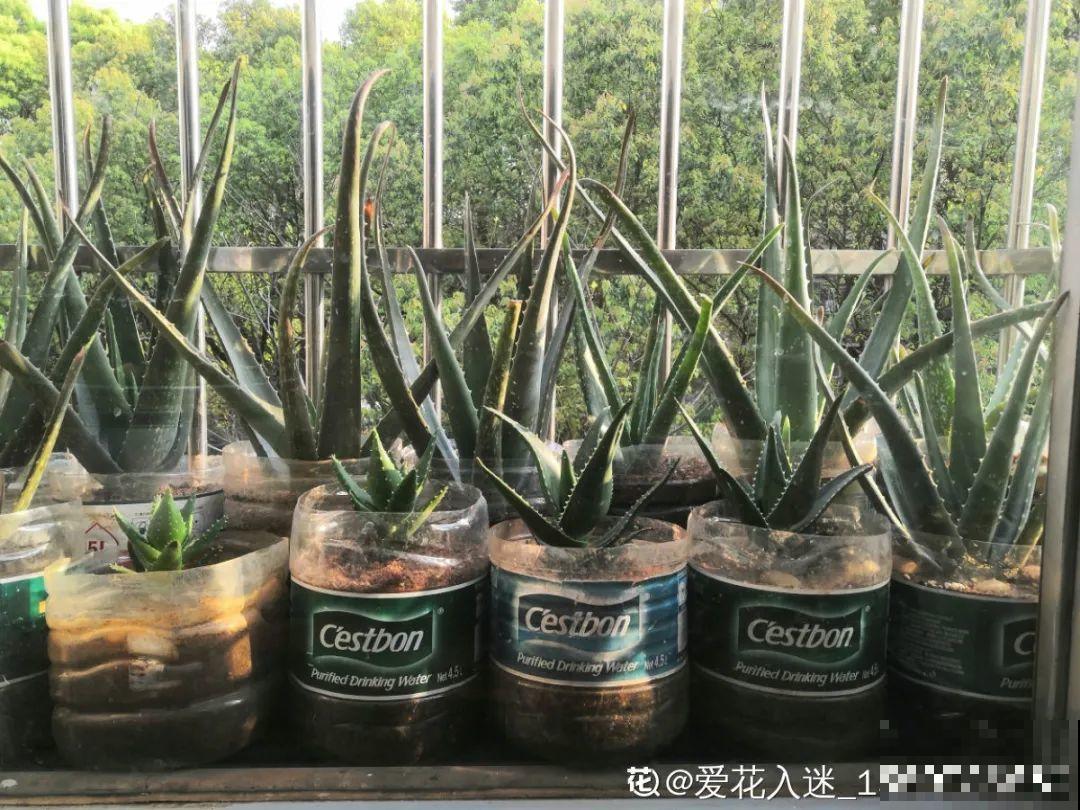 8种镇宅花,窗户边养一棵,霸气又镇宅 8种镇宅花,窗户边养一棵,霸气又镇宅