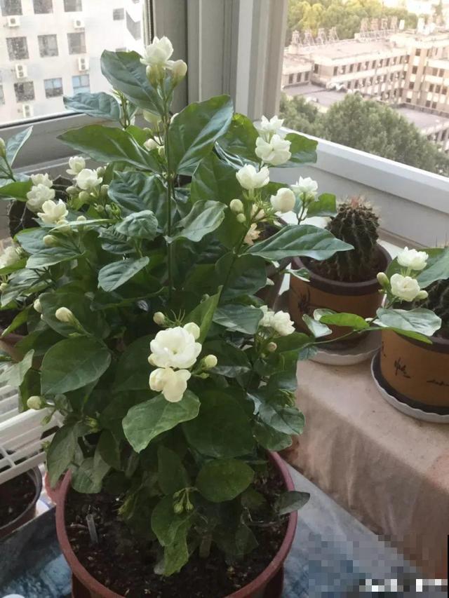 超耐晒的茉莉花,30℃高温照样开,满屋子都是香气! 超耐晒的茉莉花,30℃高温照样开,满屋子都是香气!