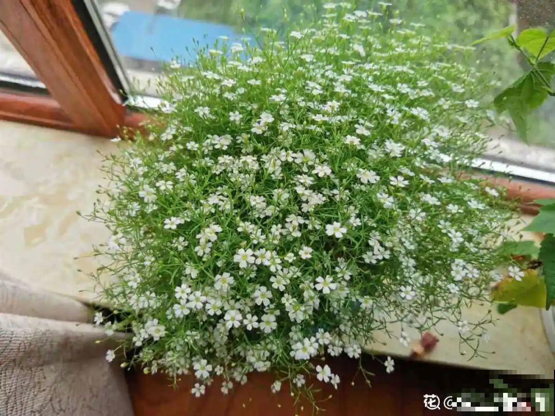 12种花，适合夹缝里养，不占地儿、开花最多！
