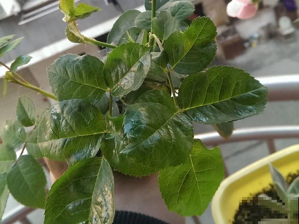 自制杀菌水、杀虫水，3天给花喷一次，虫病全扫光！