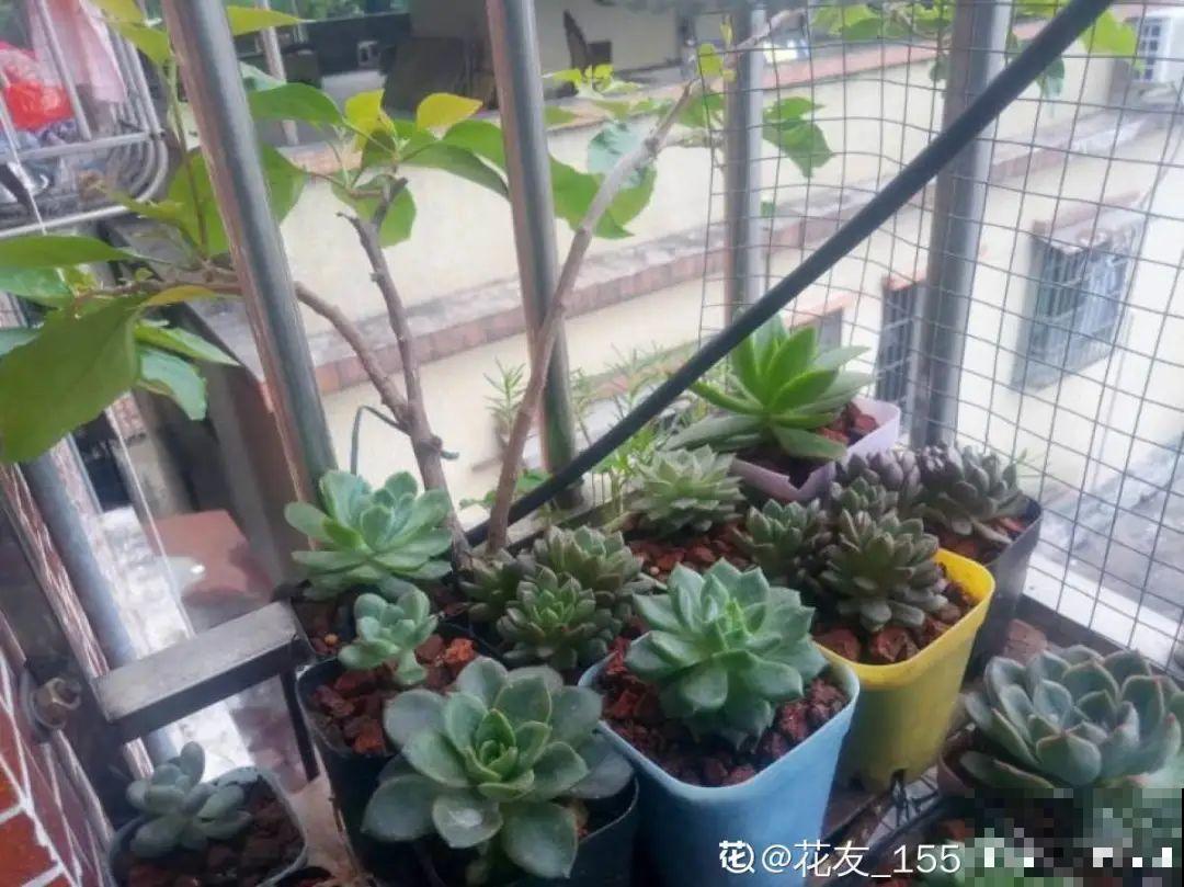自制杀菌水、杀虫水，3天给花喷一次，虫病全扫光！