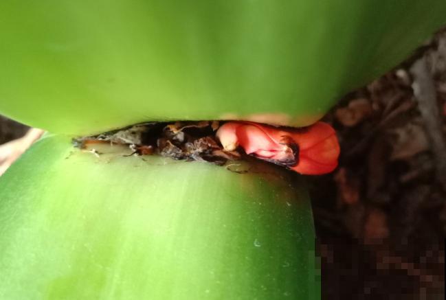 君子兰夹箭不开花,找根棉签擦一下,花箭立马钻出来! 君子兰夹箭不开花,找根棉签擦一下,花箭立马钻出来!