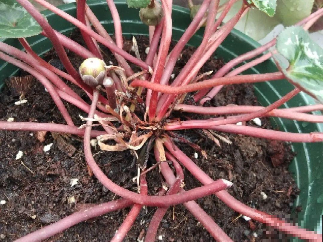 20种花,夏天这么浇水,长得快、开花多! 20种花,夏天这么浇水,长得快、开花多!