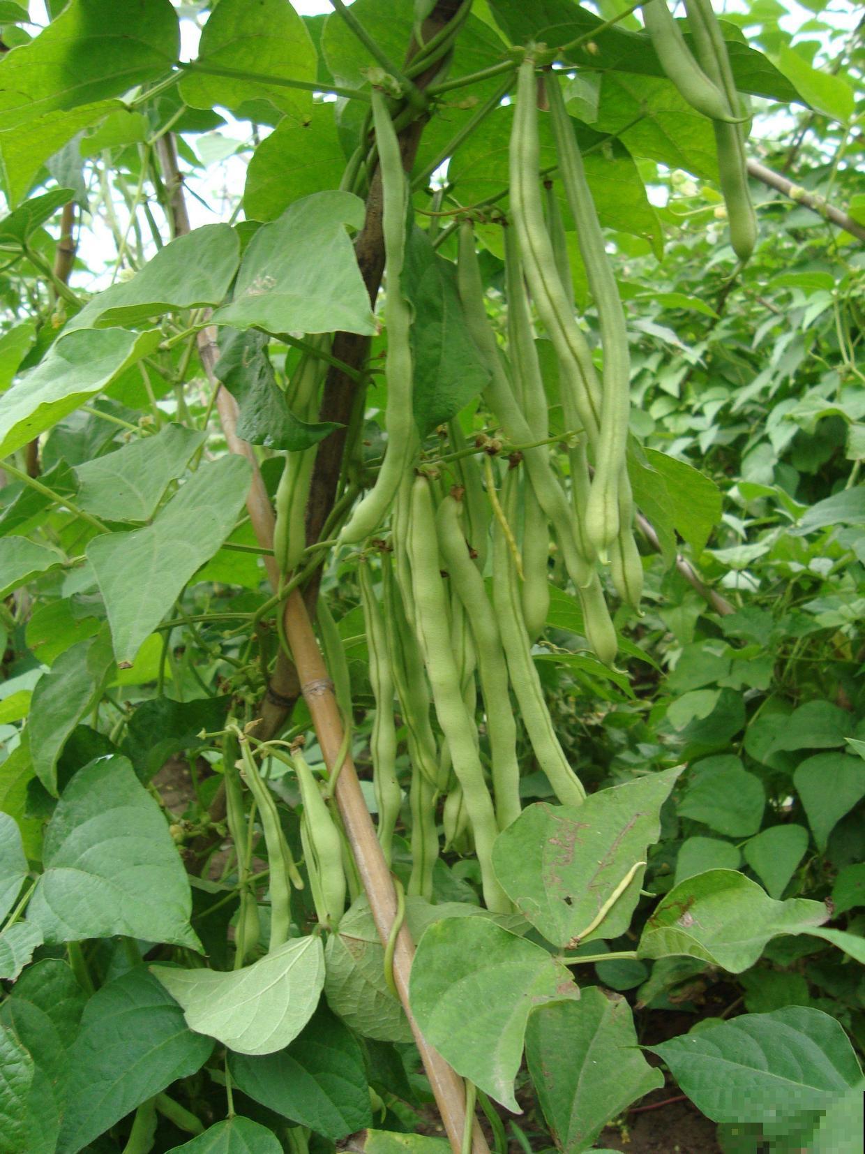 豆角又叫绿豇豆，现在养一棵能吃一年，几根就炒一盘好菜！