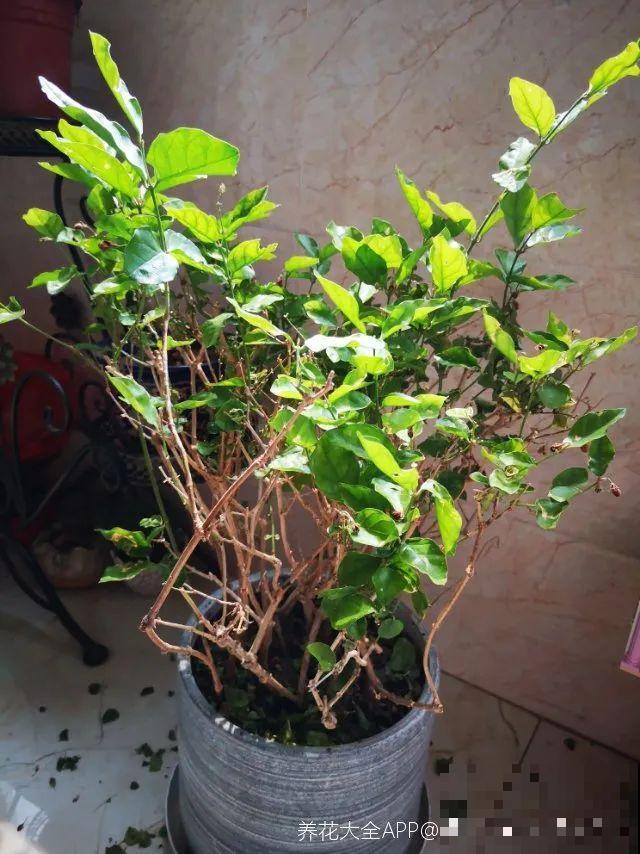 茉莉花后赶紧剪,剪完就开花,一直剪一直开! 茉莉花后赶紧剪,剪完就开花,一直剪一直开!