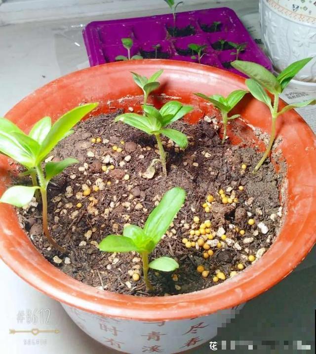 夏天花会休眠,别施肥,否则都毒死了 夏天花会休眠,别施肥,否则都毒死了