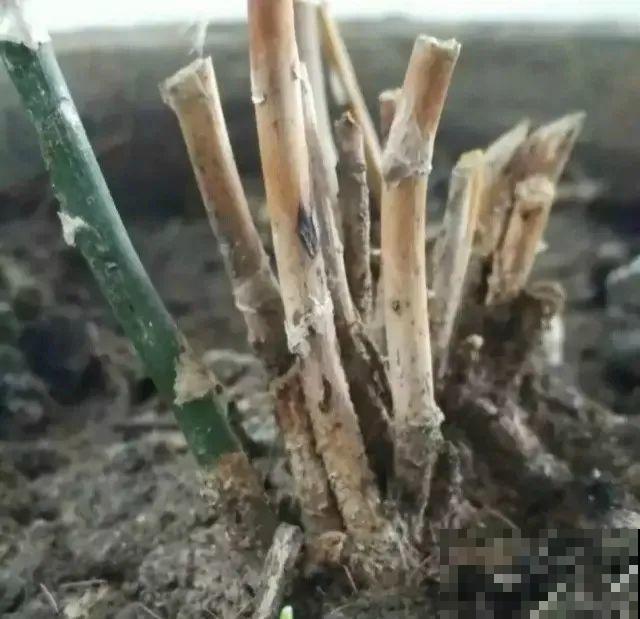5种“有毒”水，千万不能浇花，浇一盆死一盆！