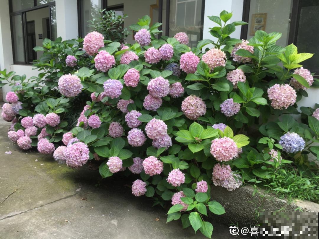 10种花一晒就死,夏天别放南阳台,小心晒成梅干菜! 10种花一晒就死,夏天别放南阳台,小心晒成梅干菜!