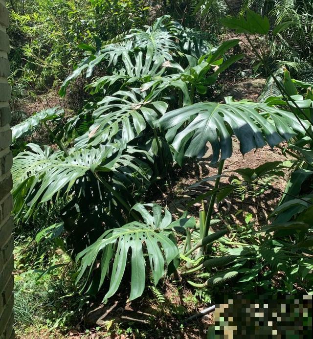 地栽的花就是强大，屋外疯长一院子，屋内孱弱不开花