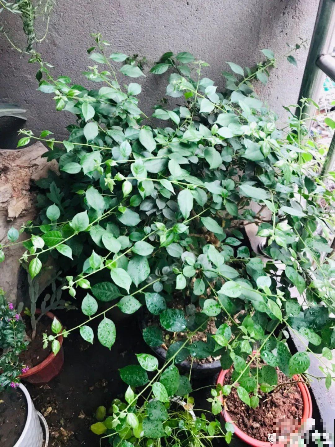 8种花，5月要赶紧修剪，剪完了还能窜新芽