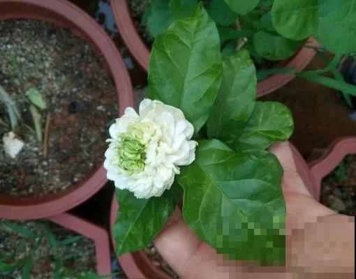 茉莉花后赶紧剪,剪完就开花,一直剪一直开! 茉莉花后赶紧剪,剪完就开花,一直剪一直开!