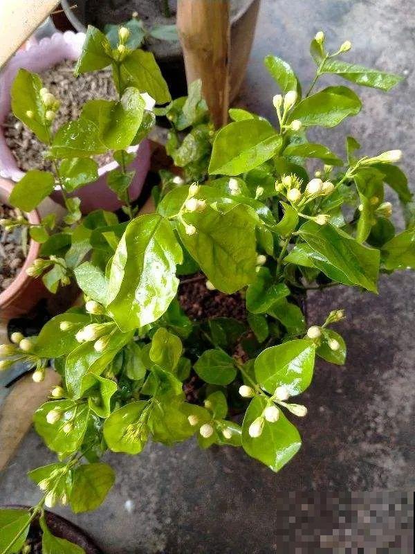 茉莉花后赶紧剪,剪完就开花,一直剪一直开! 茉莉花后赶紧剪,剪完就开花,一直剪一直开!