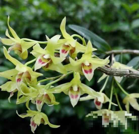 老中医都爱养的5种花，花朵泡茶特养身，越喝越健康！