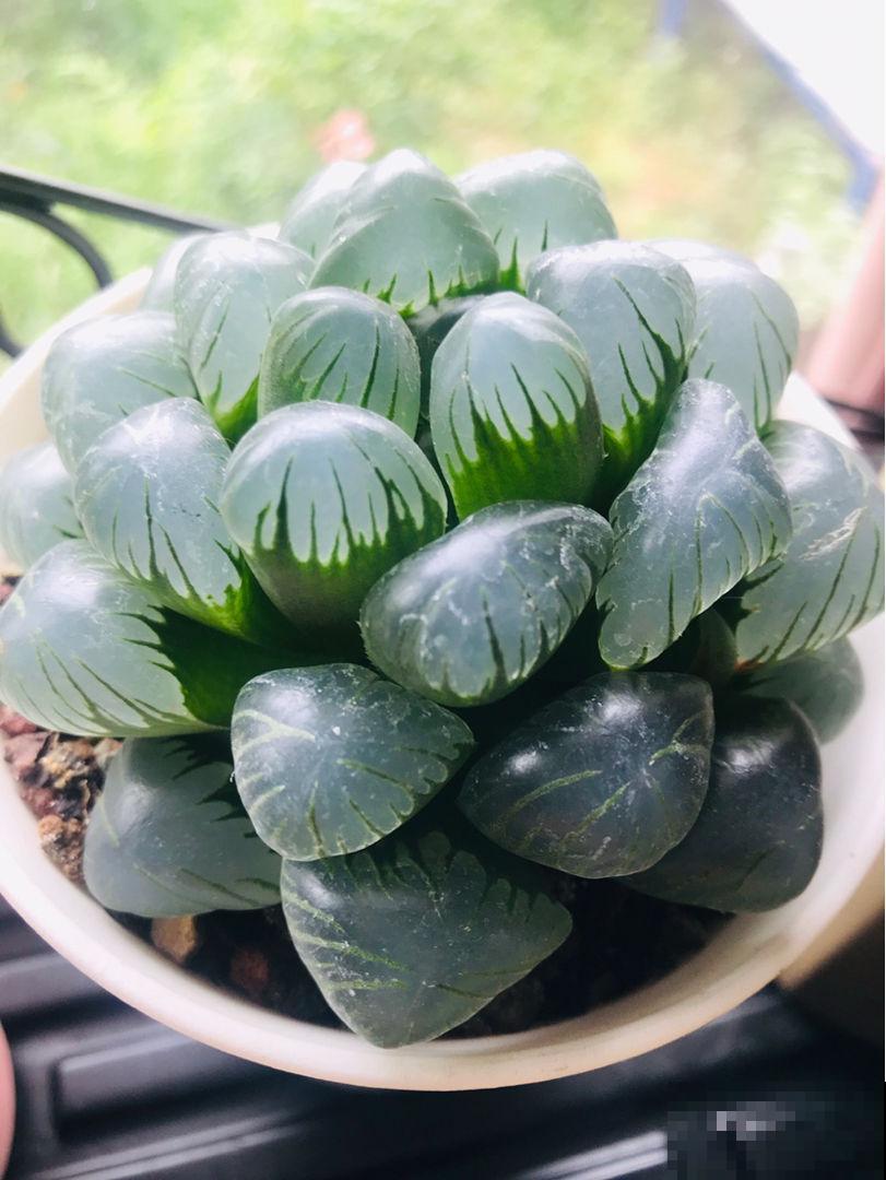 夏天极端天气下，多肉养护问题多，注意5点，多肉安然度夏